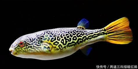 龍魚成年的定義和判斷標準（關于龍魚成年的詳細信息）