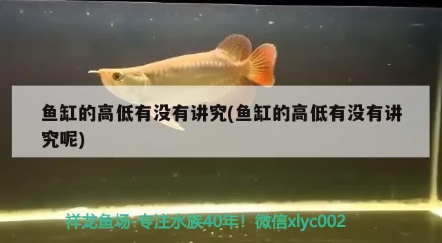 紅龍魚怎么養好看又好養視頻教程（紅龍魚怎么養好看又好養視頻教程全集）