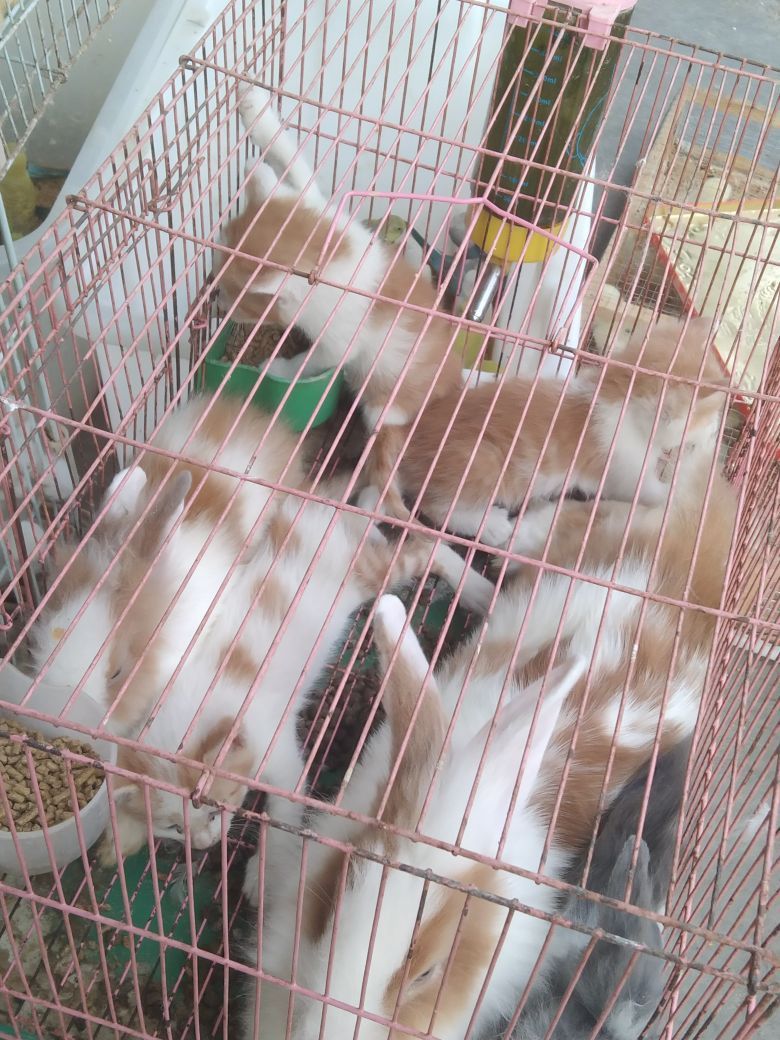 石家莊哪里有賣雷龍魚的市場