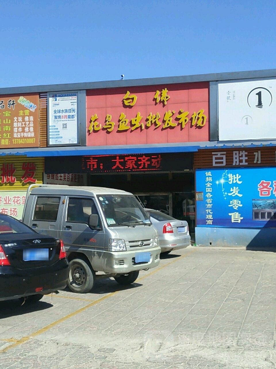 石家莊哪里有賣雷龍魚的市場