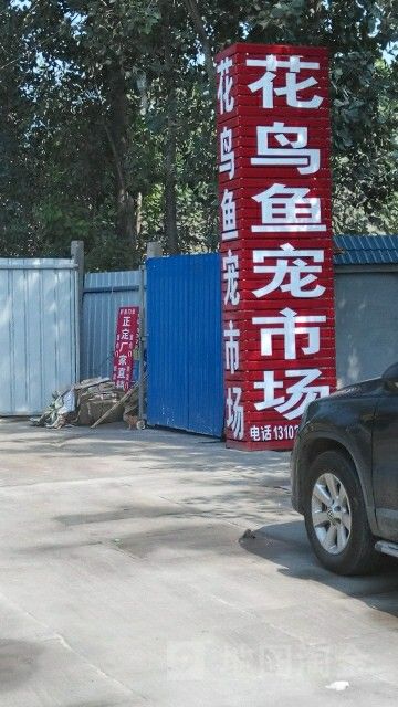 石家莊哪里有賣雷龍魚的市場