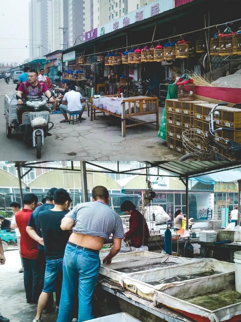 石家莊哪里有賣雷龍魚的市場