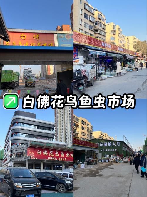 石家莊哪里有賣雷龍魚的市場