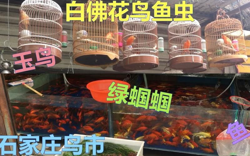 石家莊哪里有賣雷龍魚的市場