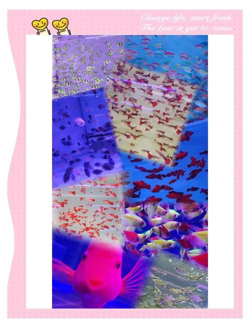 石家莊哪里有賣雷龍魚的市場