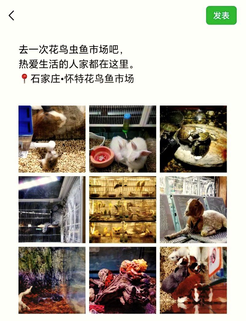 石家莊哪里有賣雷龍魚的市場