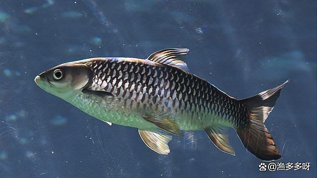 金魚水霉病最有效方法