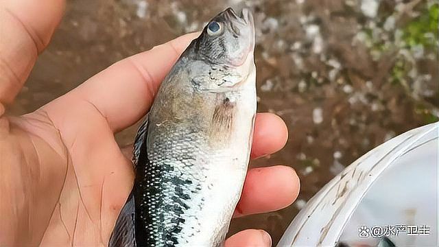 金魚水霉病最有效方法