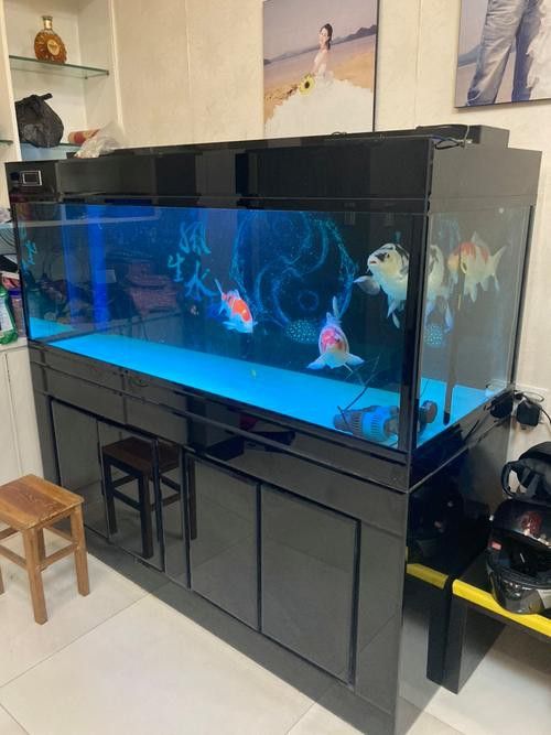 如何檢測(cè)水質(zhì)是否適合超血紅龍魚？