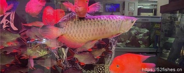 紅龍魚專用燈哪個牌子的好