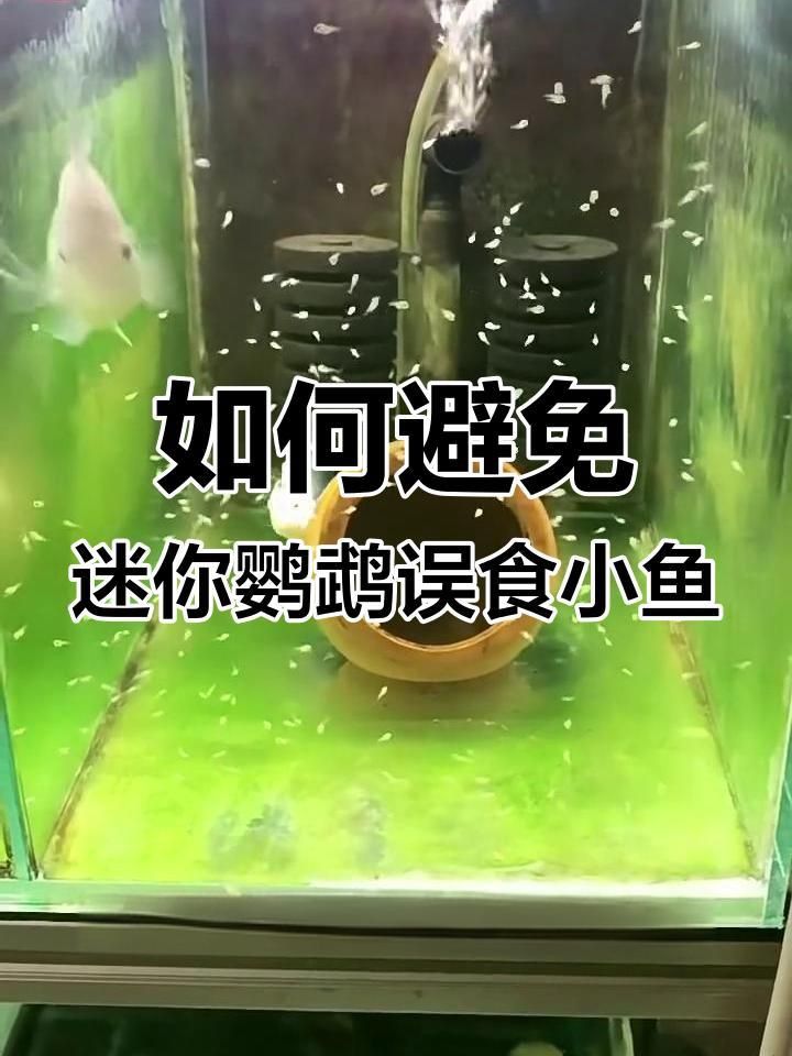 迷你鸚鵡吃魚卵怎么辦
