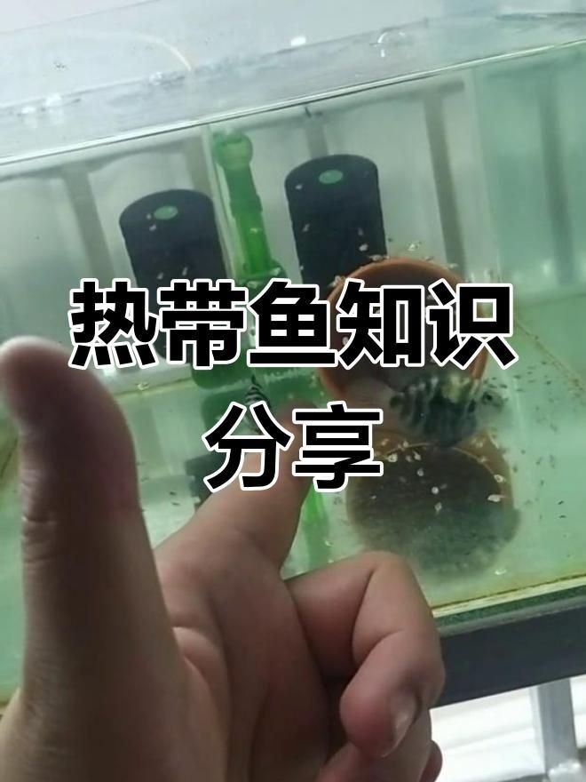迷你鸚鵡吃魚卵怎么辦