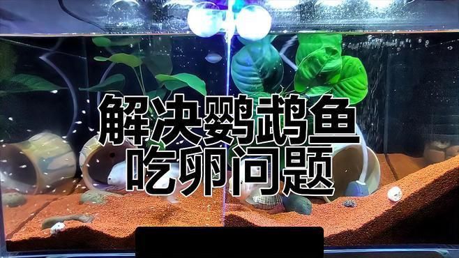 迷你鸚鵡吃魚卵怎么辦