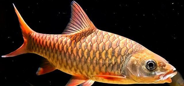 馬來西亞風車果