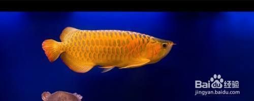 金龍魚分不分公母（如何區(qū)分金龍魚公母）