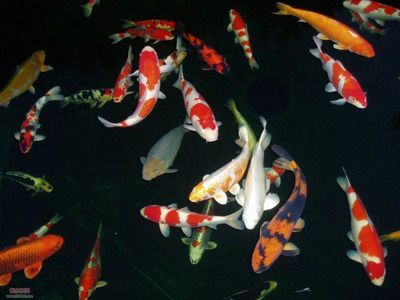 錦鯉黃龍魚:錦鯉黃龍魚怎么養(yǎng)? 龍魚百科 第2張 錦鯉黃龍魚:錦鯉黃龍魚怎么養(yǎng)? 錦鯉黃龍魚:錦鯉黃龍魚怎么養(yǎng)? 龍魚百科 第2張