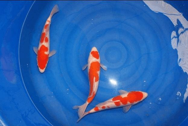 錦鯉黃龍魚:錦鯉黃龍魚怎么養(yǎng)? 龍魚百科 第3張 錦鯉黃龍魚:錦鯉黃龍魚怎么養(yǎng)? 錦鯉黃龍魚:錦鯉黃龍魚怎么養(yǎng)? 龍魚百科 第3張