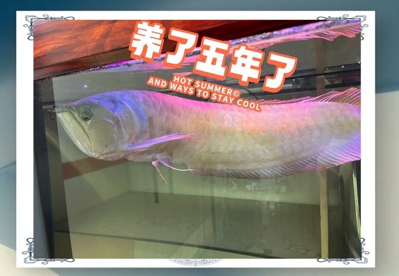 銀龍魚的飼料其它魚可以吃嗎