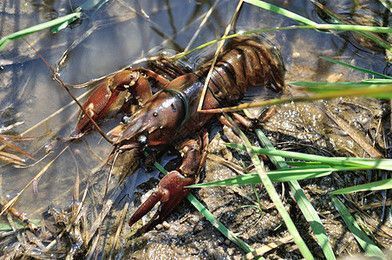 龍魚魚食小蝦，龍魚可以吃多種類型的小蝦，喂食頻率調(diào)整方法，龍魚幼魚喂養(yǎng)技巧