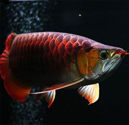 龍魚吃什么上色快一點呢：龍魚專用飼料哪種品牌好龍魚上色食物的保存方法
