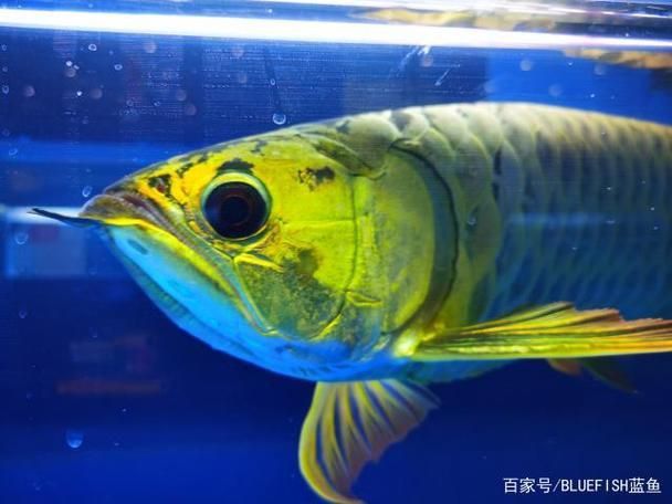 賽級(jí)龍魚長什么樣圖片