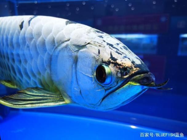 賽級(jí)龍魚長什么樣圖片