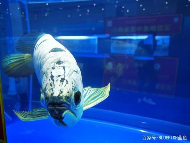 賽級(jí)龍魚長什么樣圖片