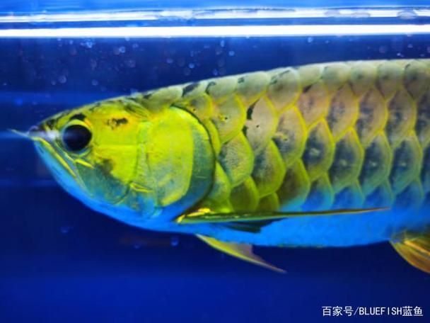 賽級(jí)龍魚長什么樣圖片