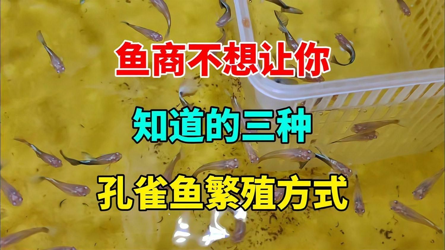 孔雀魚怎么配對繁殖 孔雀魚怎么配對繁殖 龍魚百科 第1張