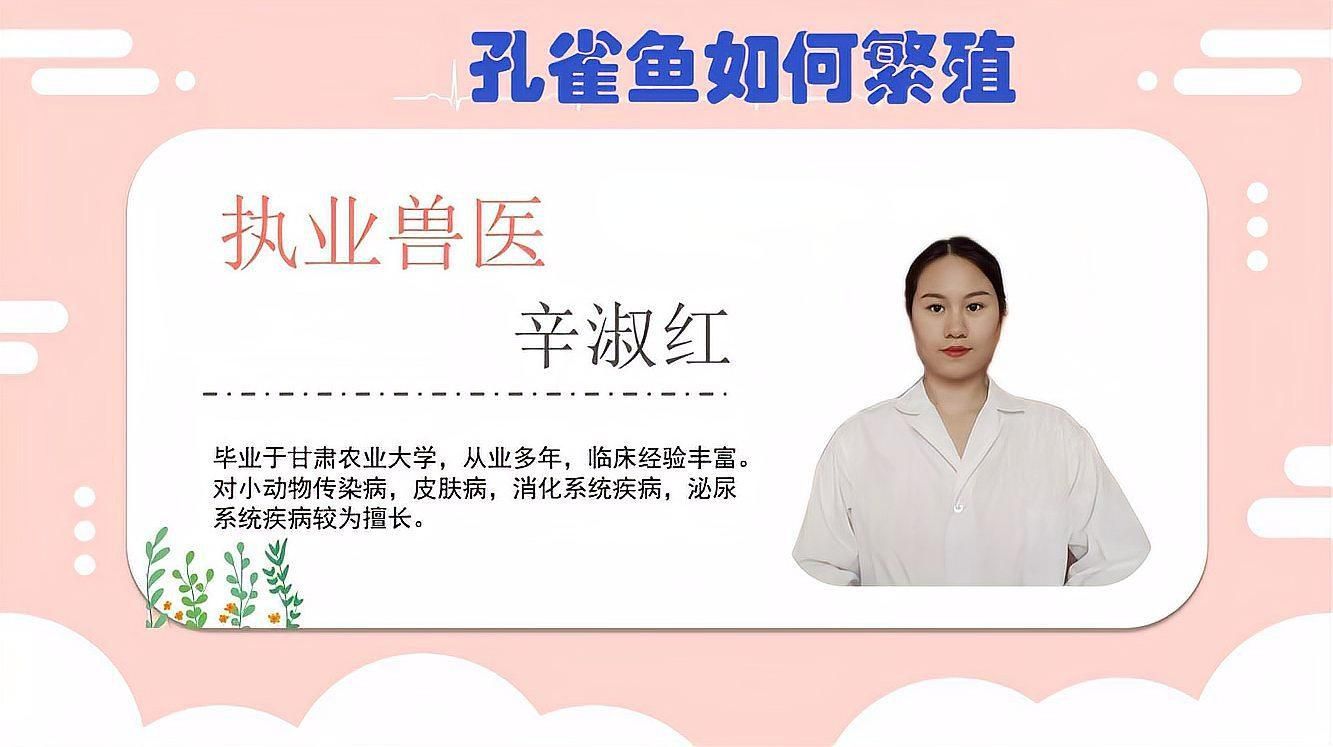 孔雀魚怎么配對繁殖 孔雀魚怎么配對繁殖 龍魚百科 第2張