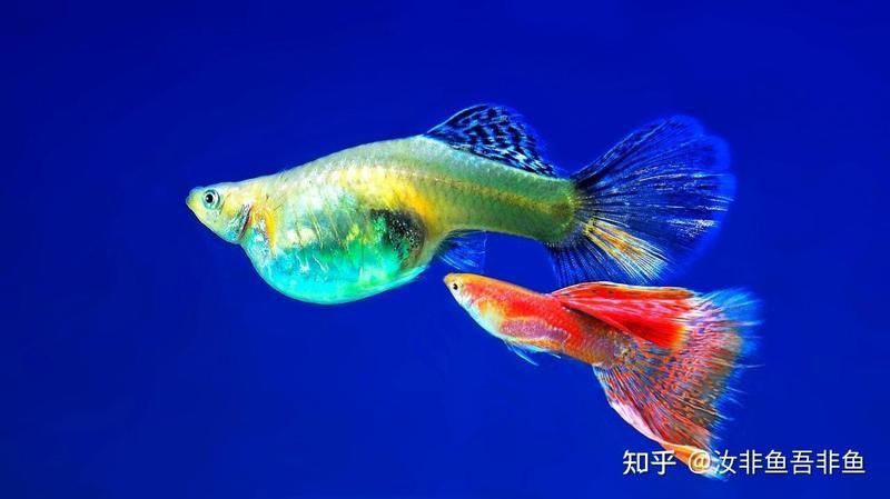 孔雀魚怎么配對繁殖 孔雀魚怎么配對繁殖 龍魚百科 第4張