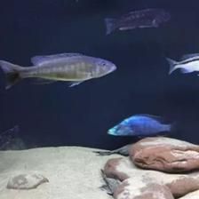 龍魚與金魚混養可以嗎：龍魚與金魚混養在一起合適嗎？