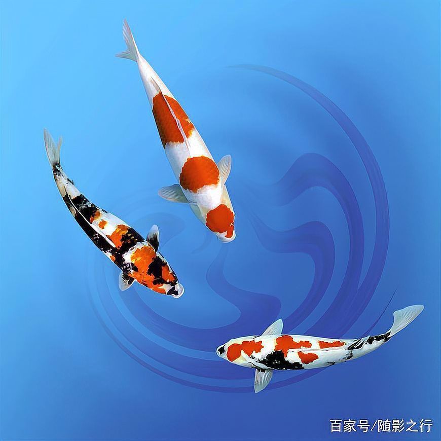 屬龍的人適合養(yǎng)什么種類的魚？