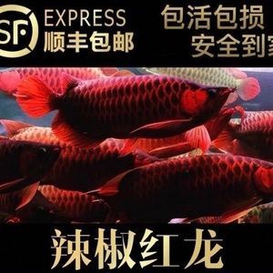金龍魚怎么區分過背和高背的：過背金龍魚和高背金龍魚的區分，過背金龍魚和高背金龍魚的區別
