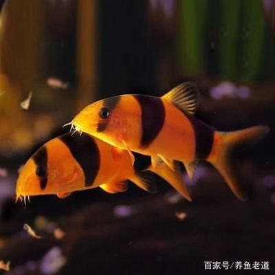 花鼠魚能和曼龍魚一起養嗎【花鼠魚和曼龍魚混養的成功與曼龍魚混養的成功案例分析】