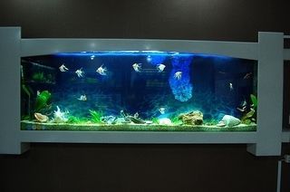 花鼠魚能和曼龍魚一起養嗎【花鼠魚和曼龍魚混養的成功與曼龍魚混養的成功案例分析】