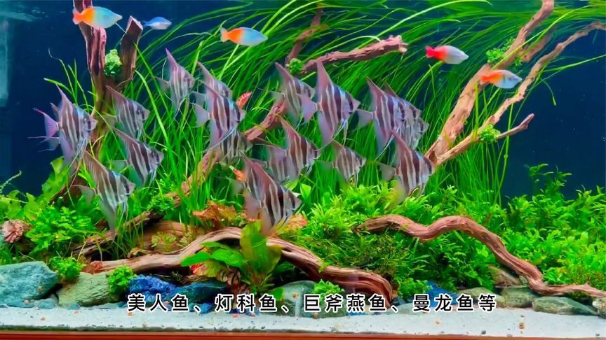 花鼠魚能和曼龍魚一起養嗎【花鼠魚和曼龍魚混養的成功與曼龍魚混養的成功案例分析】