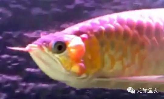 龍魚不吃蝦肉嗎為什么會死：不吃蝦肉嗎為什么會死