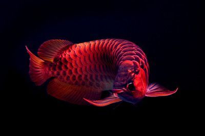 龍魚身上鱗片發紅：龍魚身上鱗片發紅怎么辦