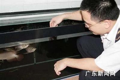 紅龍魚批發市場廣東的