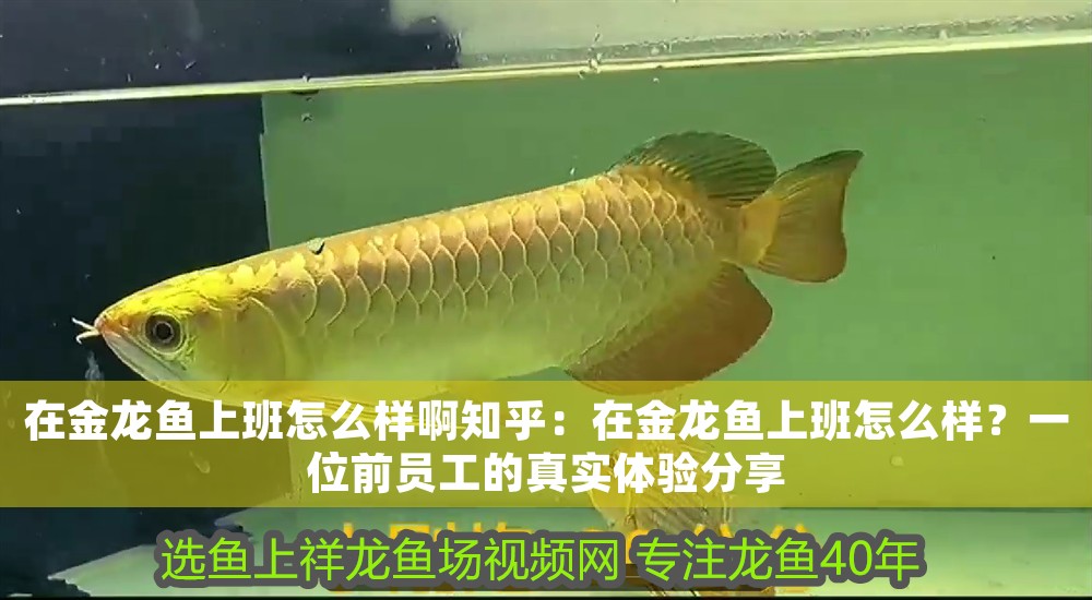 在金龍魚上班怎么樣啊知乎：在金龍魚上班怎么樣？一位前員工的真實體驗分享