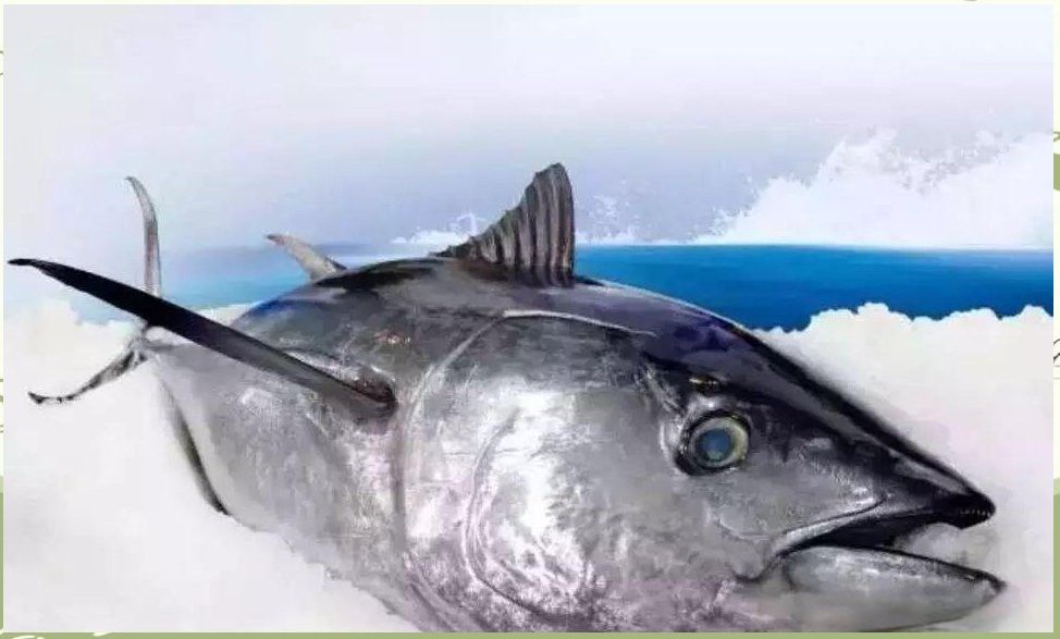 金龍魚和金槍魚一樣嗎