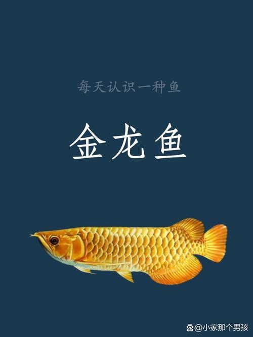 金龍魚和金槍魚一樣嗎