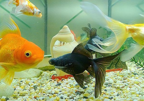 金魚趴缸底了,不活躍了