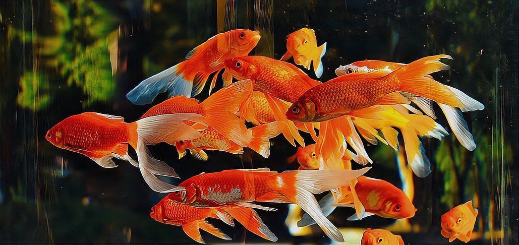 金魚趴缸底了,不活躍了