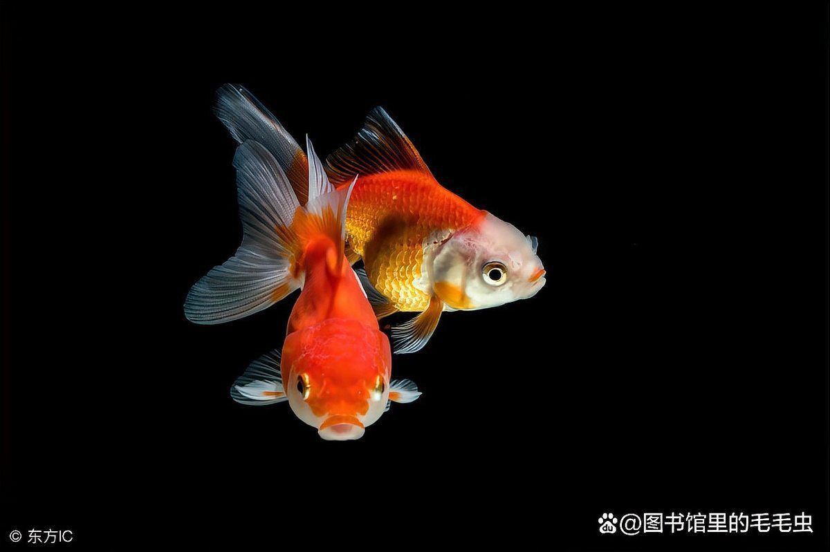 金魚趴缸底了,不活躍了