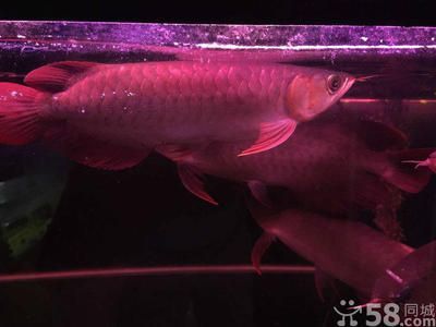 頂級龍魚批發商家（頂級龍魚批發商家信息）