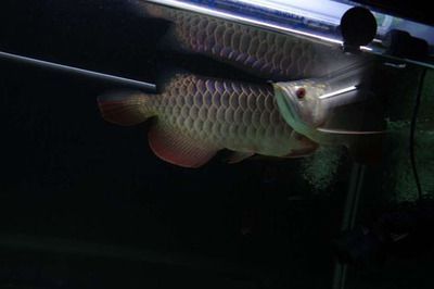 龍魚分多少種（亞洲龍魚是龍魚中的一個重要分支，亞洲龍魚養殖技巧）