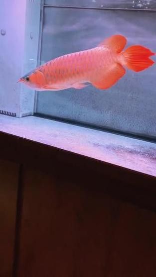 百萬紅龍魚圖片