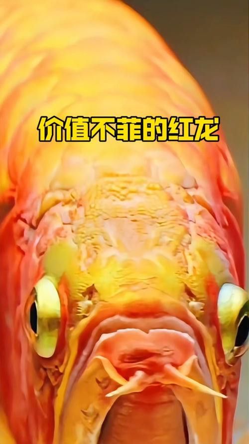 百萬紅龍魚圖片